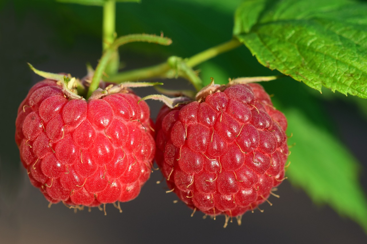 Framboise